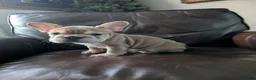 French Bulldog dogs for sale: Groot - Ad 20