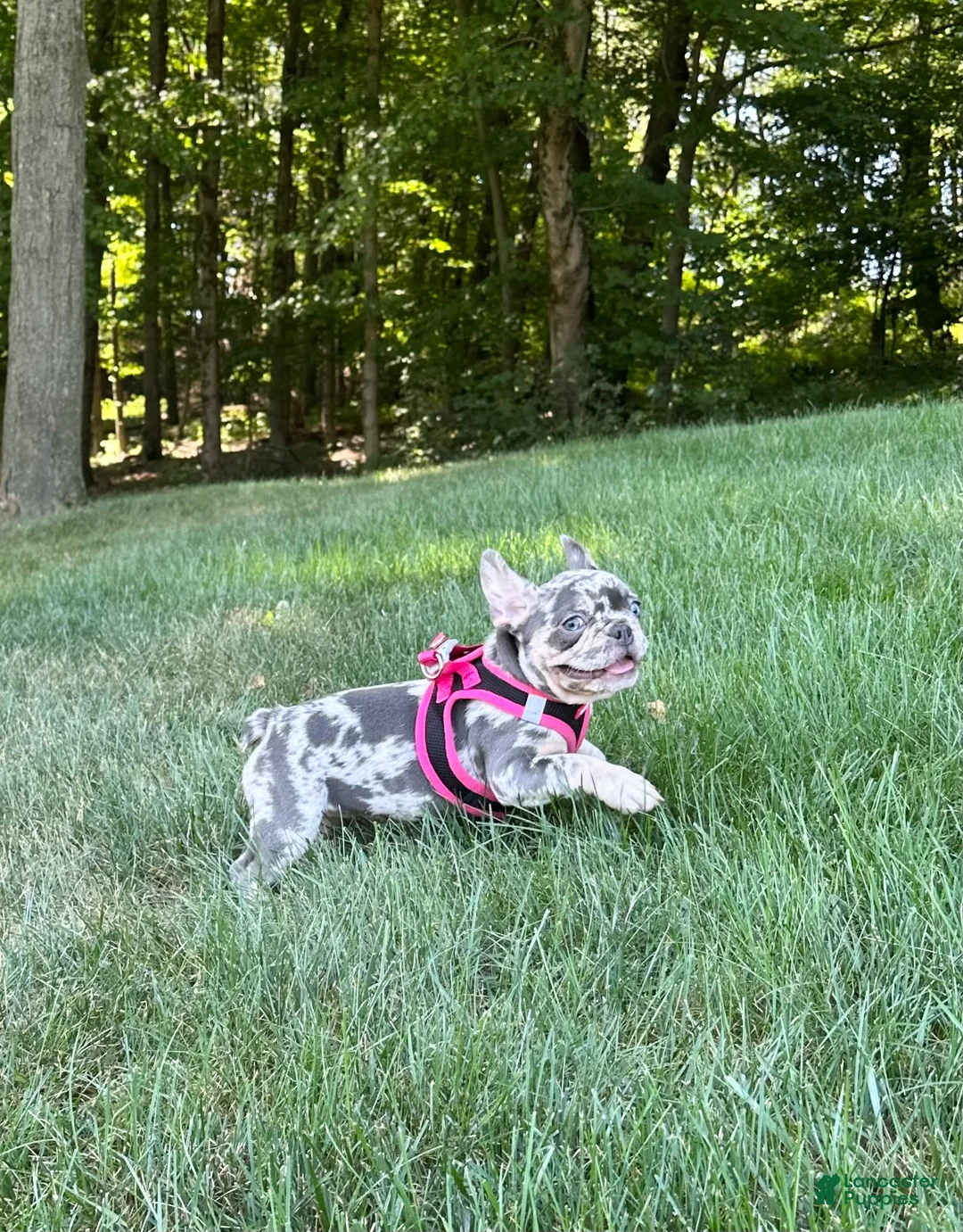 French Bulldog dogs for sale: Lily - Ad 2
