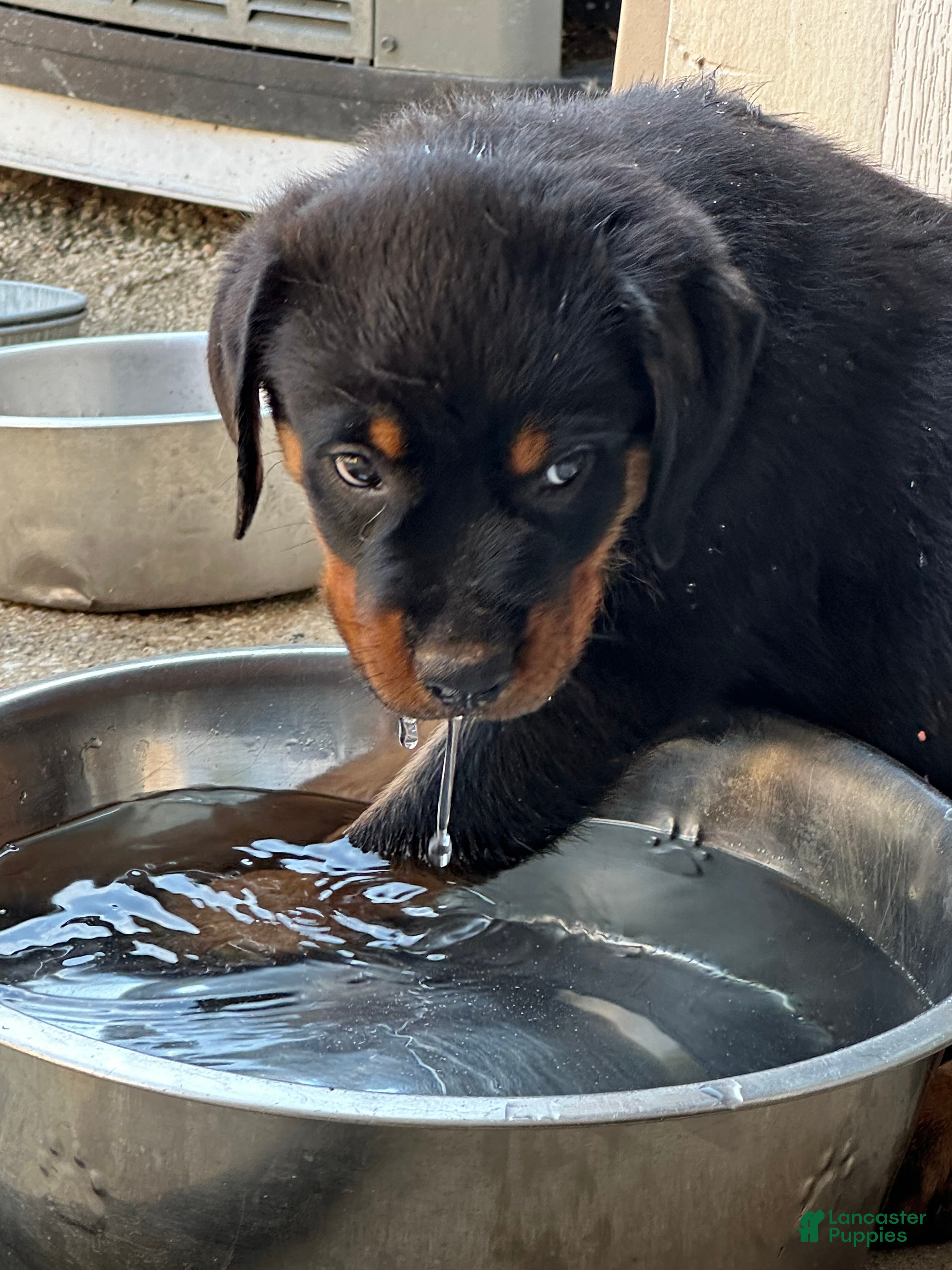 Rottweiler dogs Roxy - Ad 39