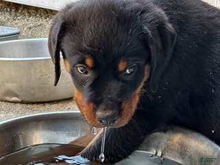 Rottweiler dogs Roxy - Ad 39