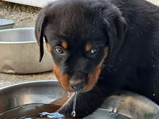 Rottweiler dogs Roxy - Ad 40