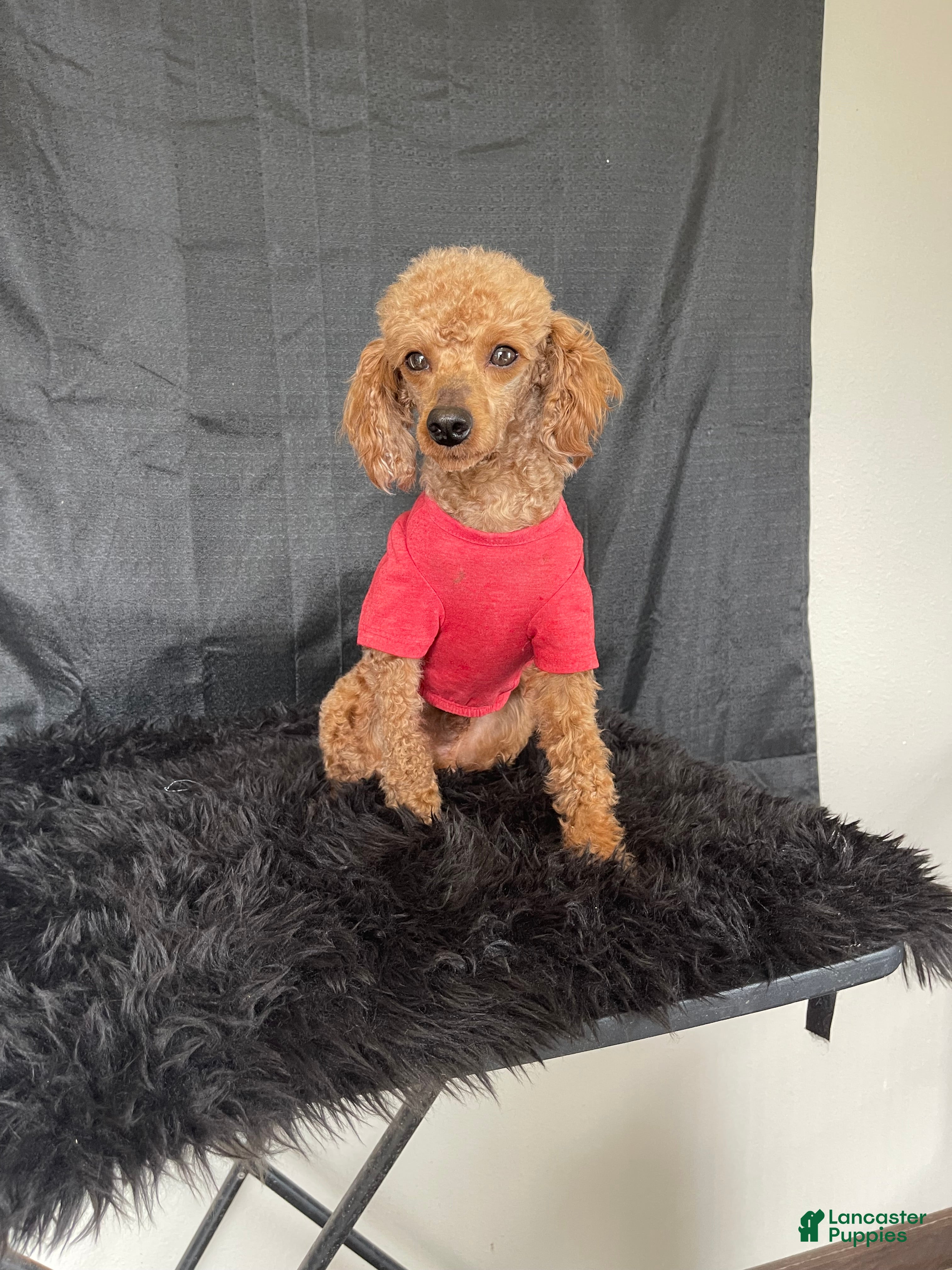 Toy Poodle dogs Akc Clear 🧬 including IVDD 9/10 Red Boy - Ad 2