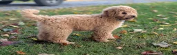 Mini Goldendoodle dogs for sale: Buster - Ad 3