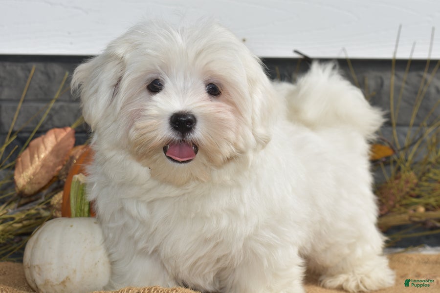 Maltese dogs Mischief - Ad 2