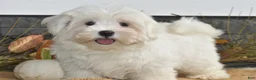 Maltese dogs for sale: Mischief - Ad 2