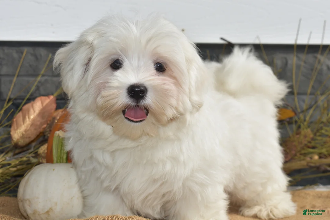 Maltese dogs for sale: Mischief - Ad 2