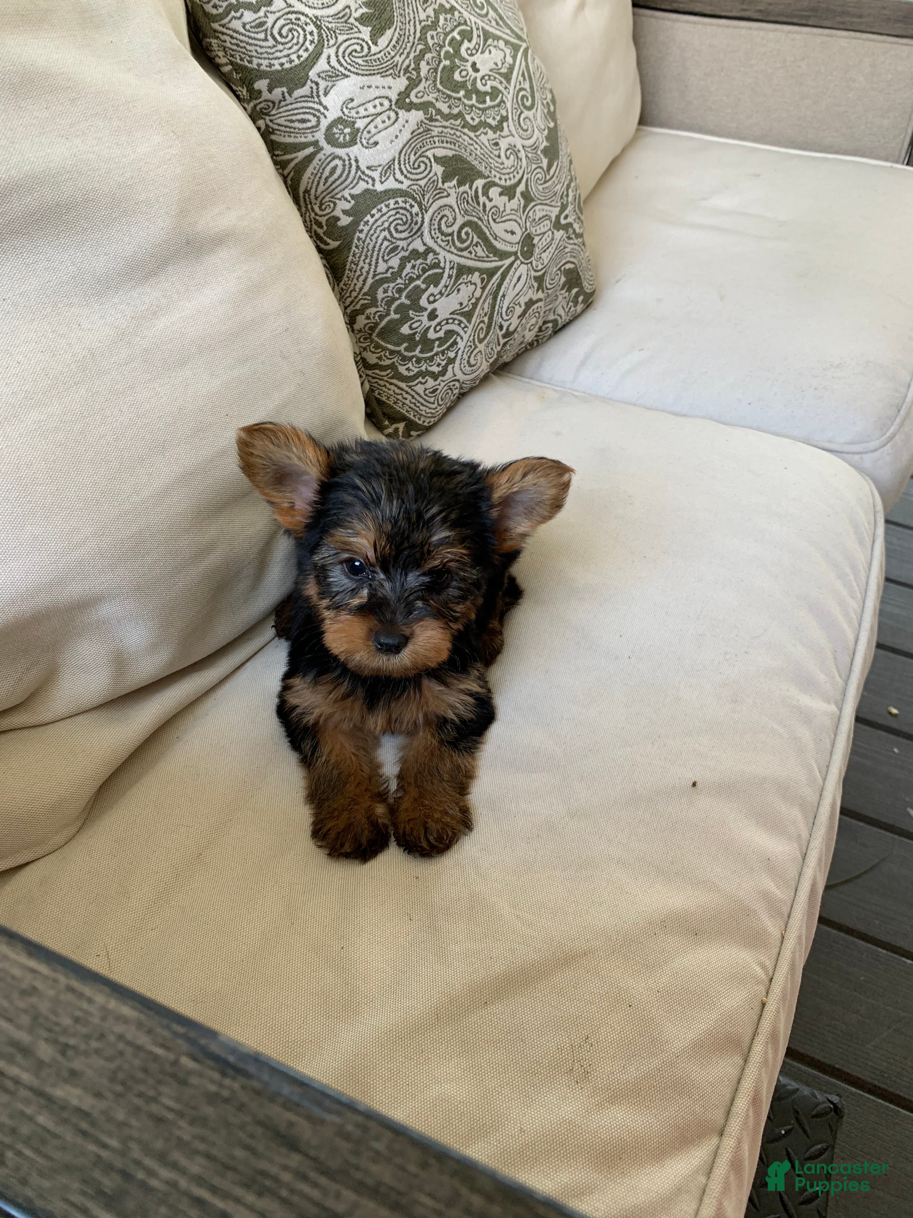 Yorkshire Terrier dogs Milo - Ad 9