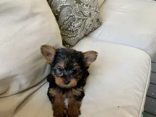 Yorkshire Terrier dogs Milo - Ad 9