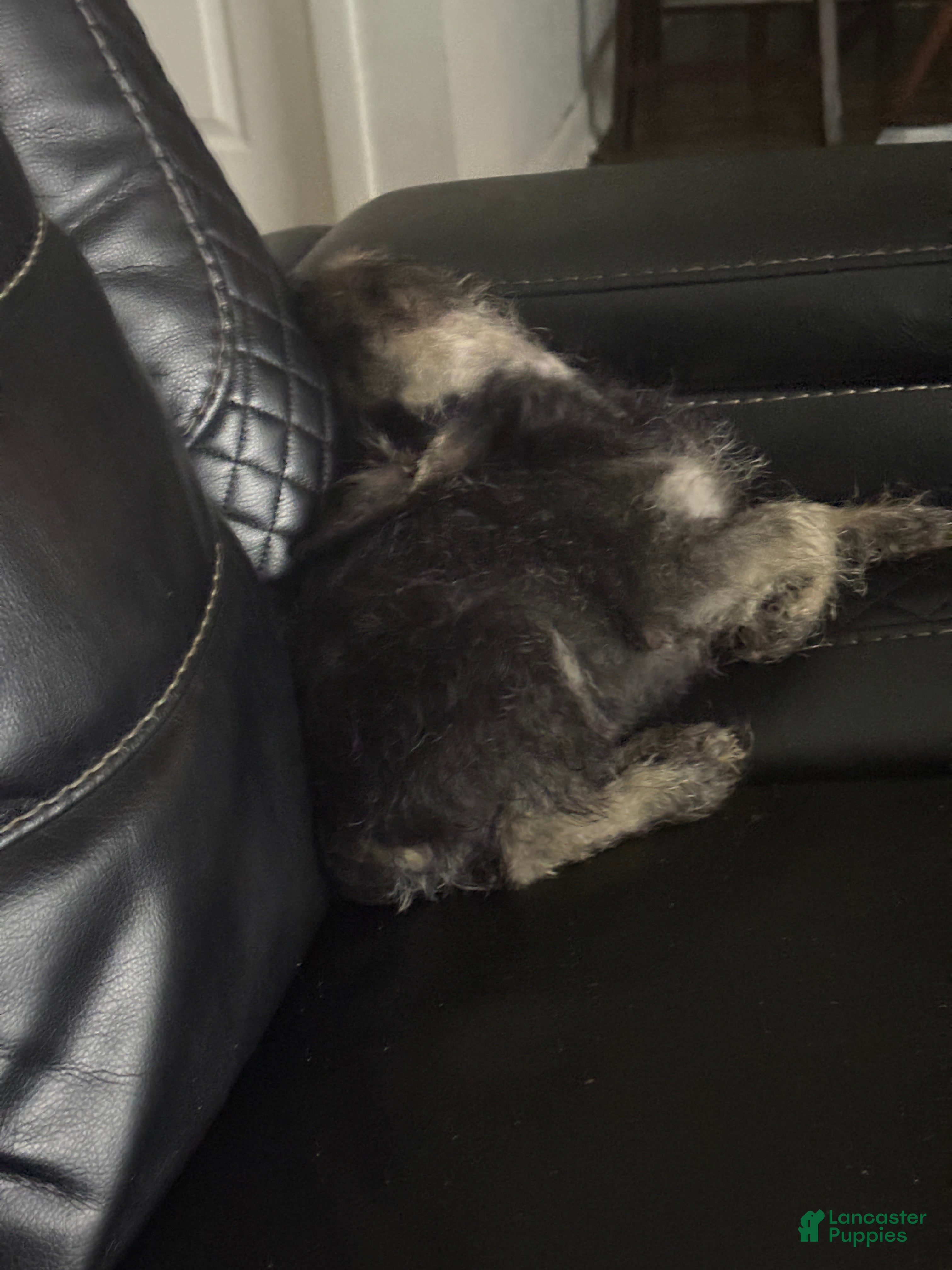 Miniature Schnauzer dogs for sale: Miniature Schnauzer Puppy 3 - Ad 1