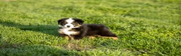Miniature Australian Shepherd dogs for sale: Snap Miniature Australian Shepherd Puppy  - Ad 3