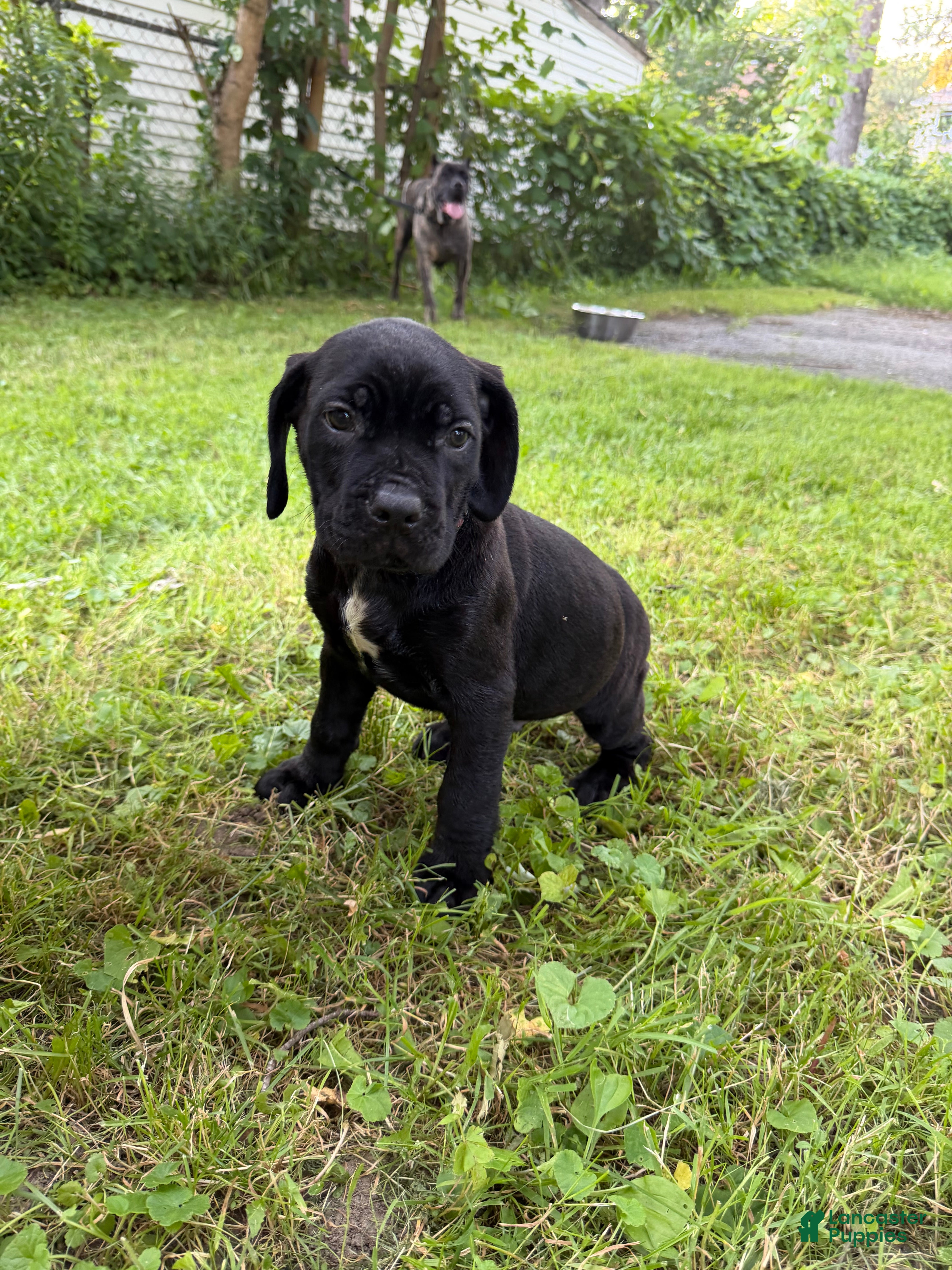 Cane Corso dogs Cane Corso 1 - Ad 1