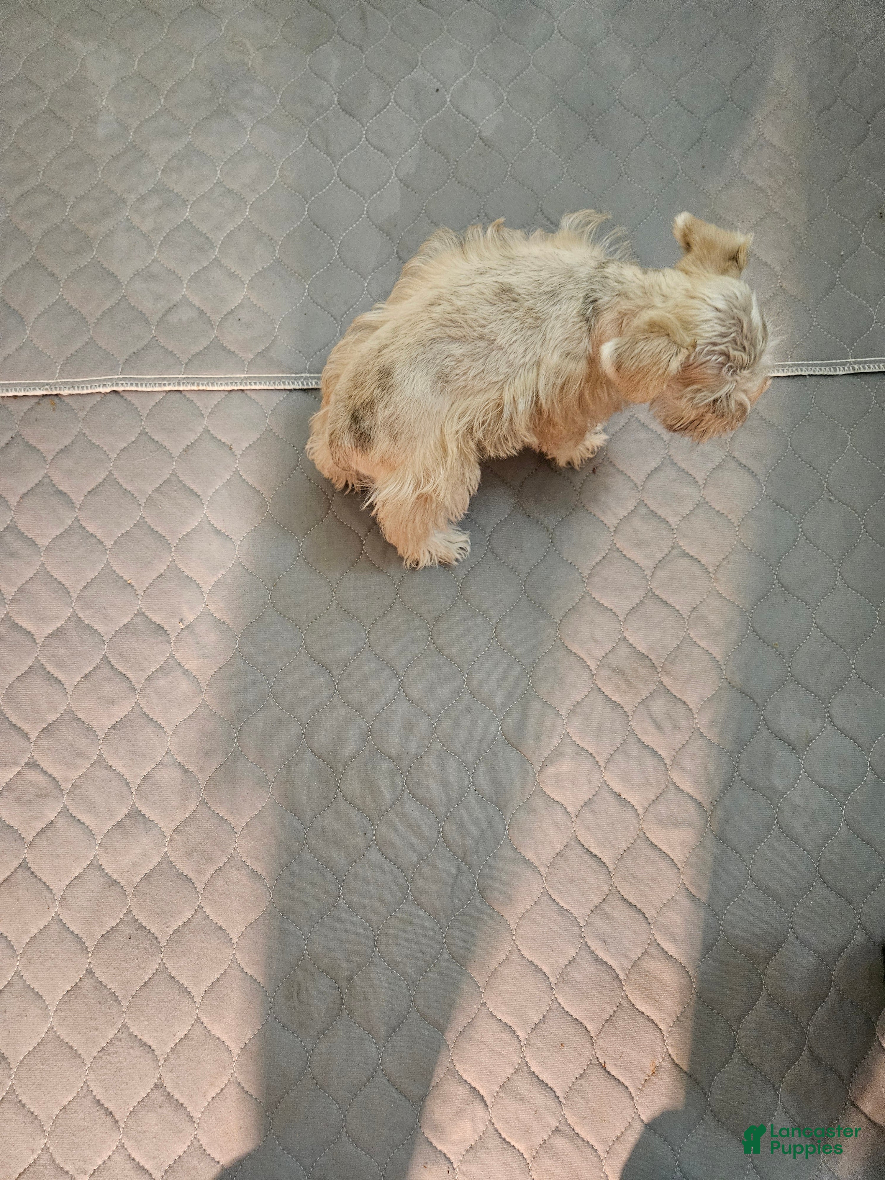 Miniature Schnauzer dogs Wheaton merle male #1 2 blue eyes  - Ad 2