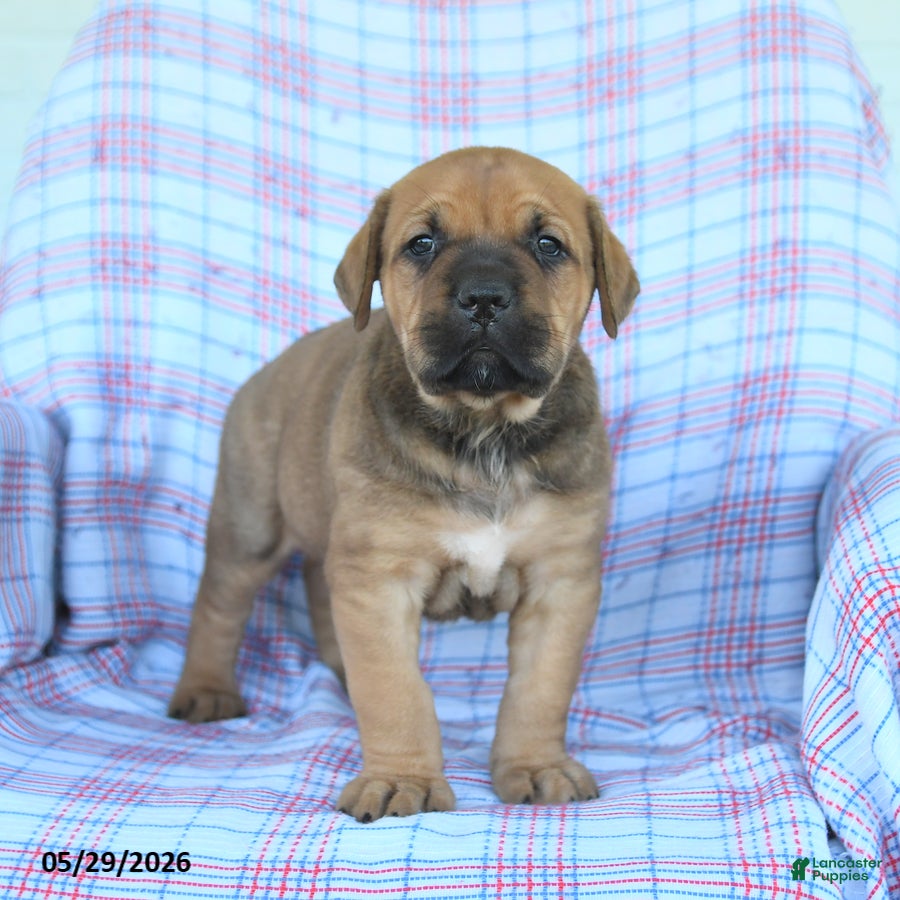 Cane Corso dogs Andy - Ad 1