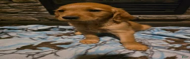 Cola