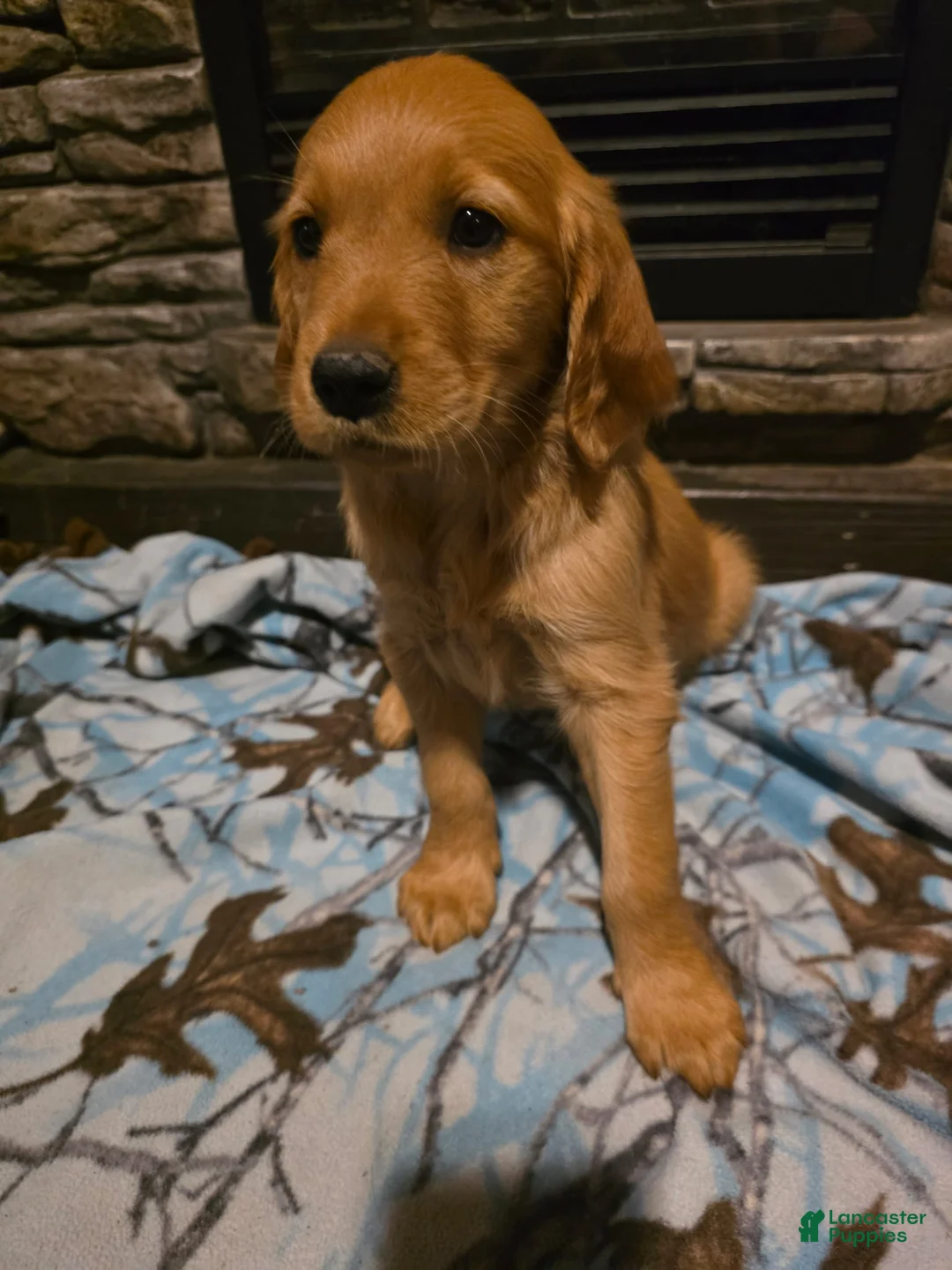 Golden Retriever dogs for sale: Cola - Ad 1