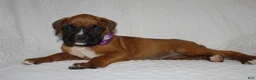 Boxer dogs for sale: Beverly - Ad 6