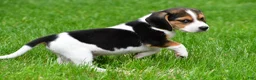 Beagle dogs for sale: Jackson - Ad 7
