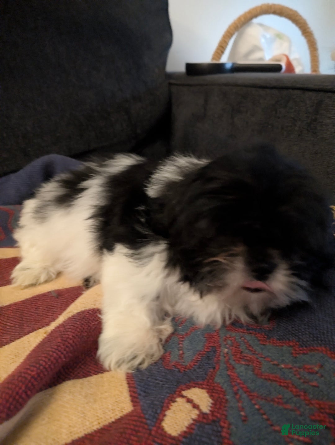 Shih Tzu dogs for sale: Shih Tzu Puppy 3 - Ad 5