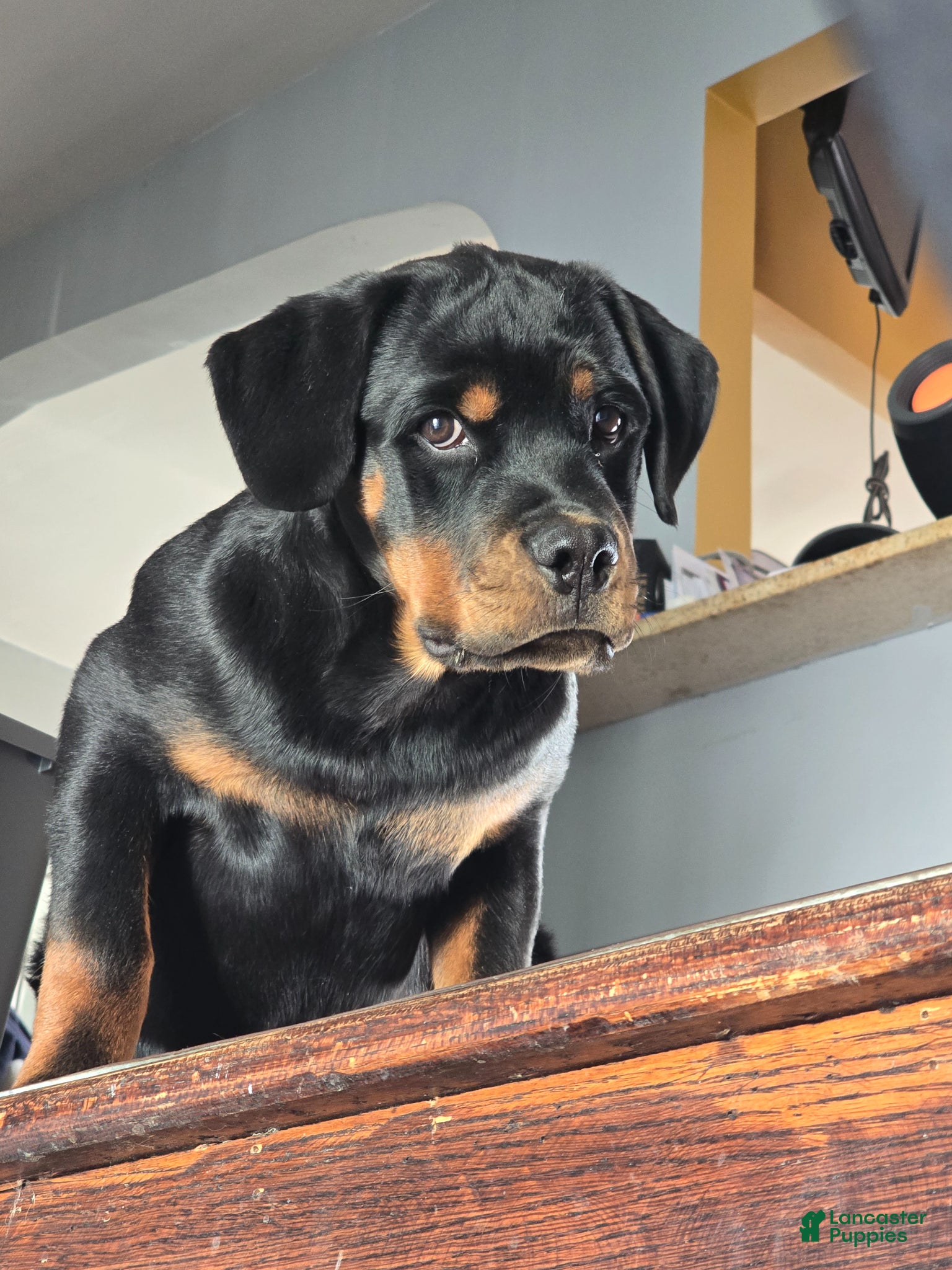 Rottweiler dogs Rottweiler Puppy 1 - Ad 1