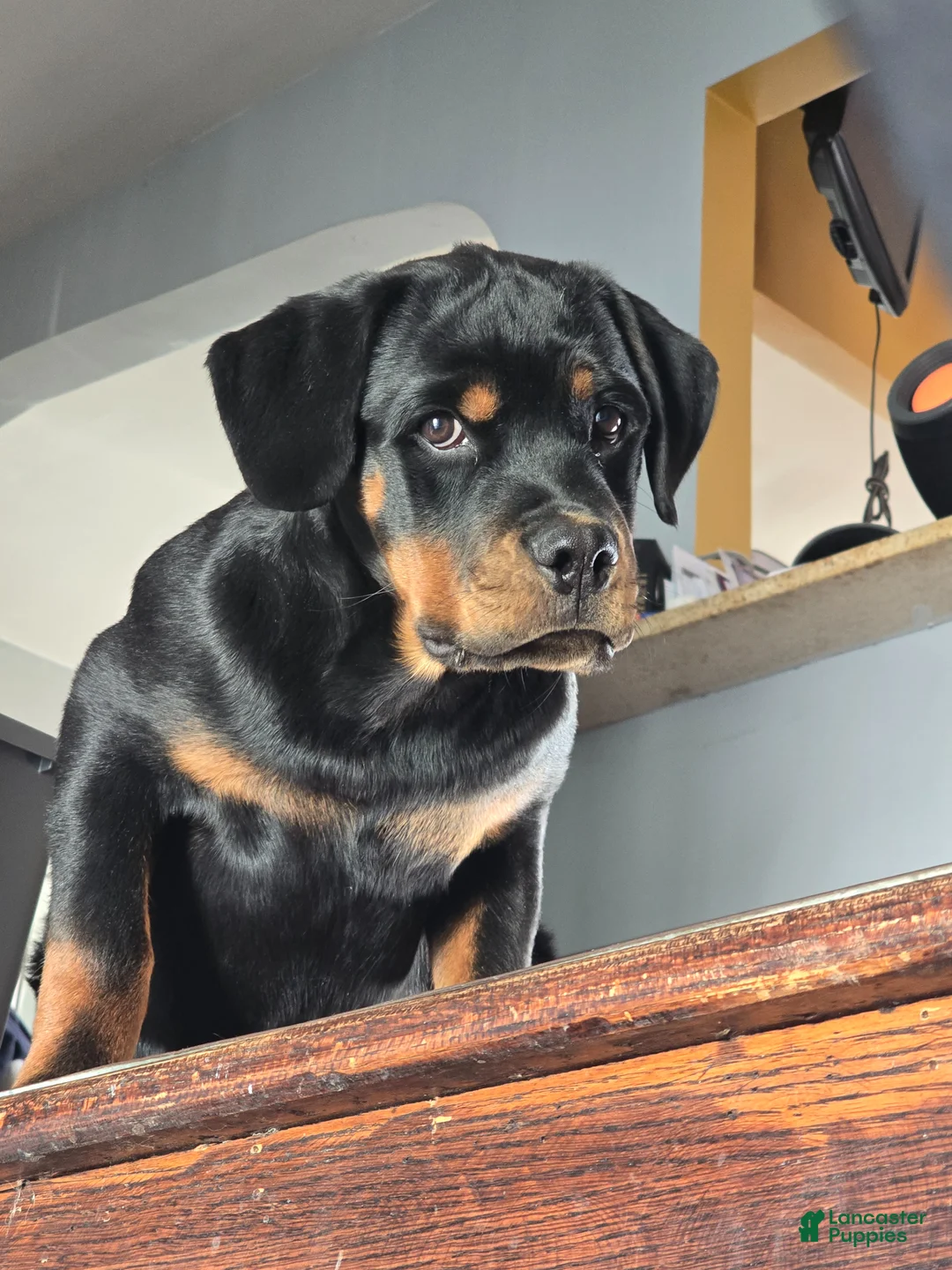 Rottweiler dogs for sale: Rottweiler Puppy 1 - Ad 1