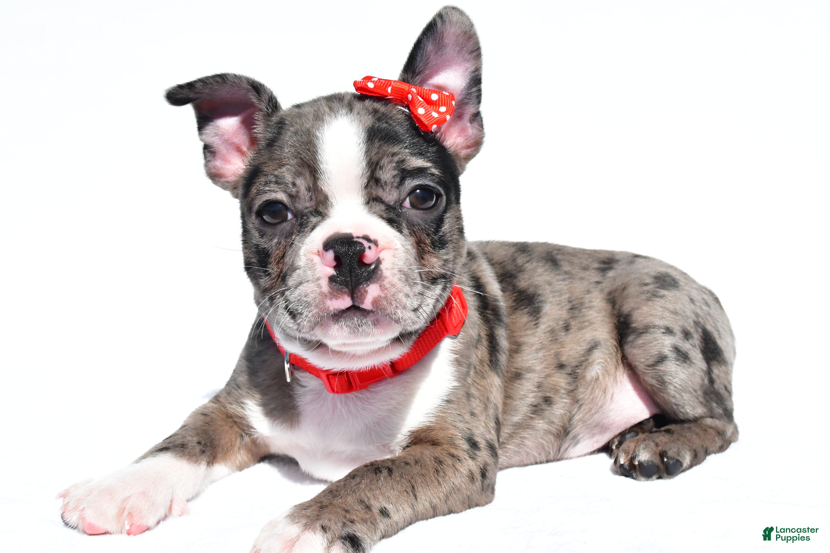 Frenchton dogs Bentley - Ad 1