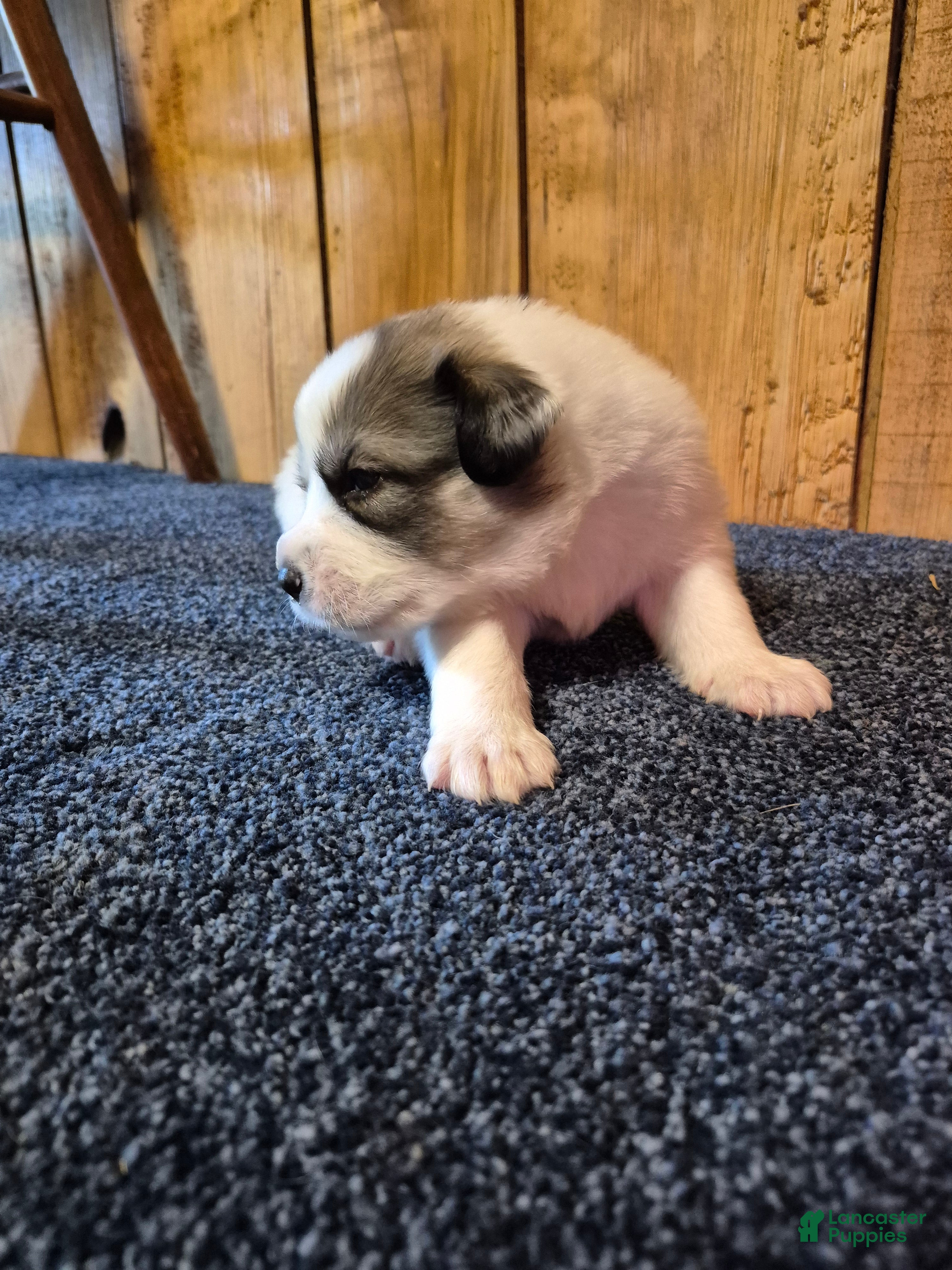 Great Pyrenees dogs Great Pyrenees Puppy 4 - Ad 2