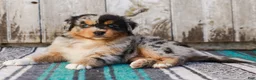 Australian Shepherd dogs for sale: Kisha - Ad 5