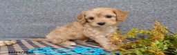 Cavapoo dogs for sale: Pepsi - Ad 1