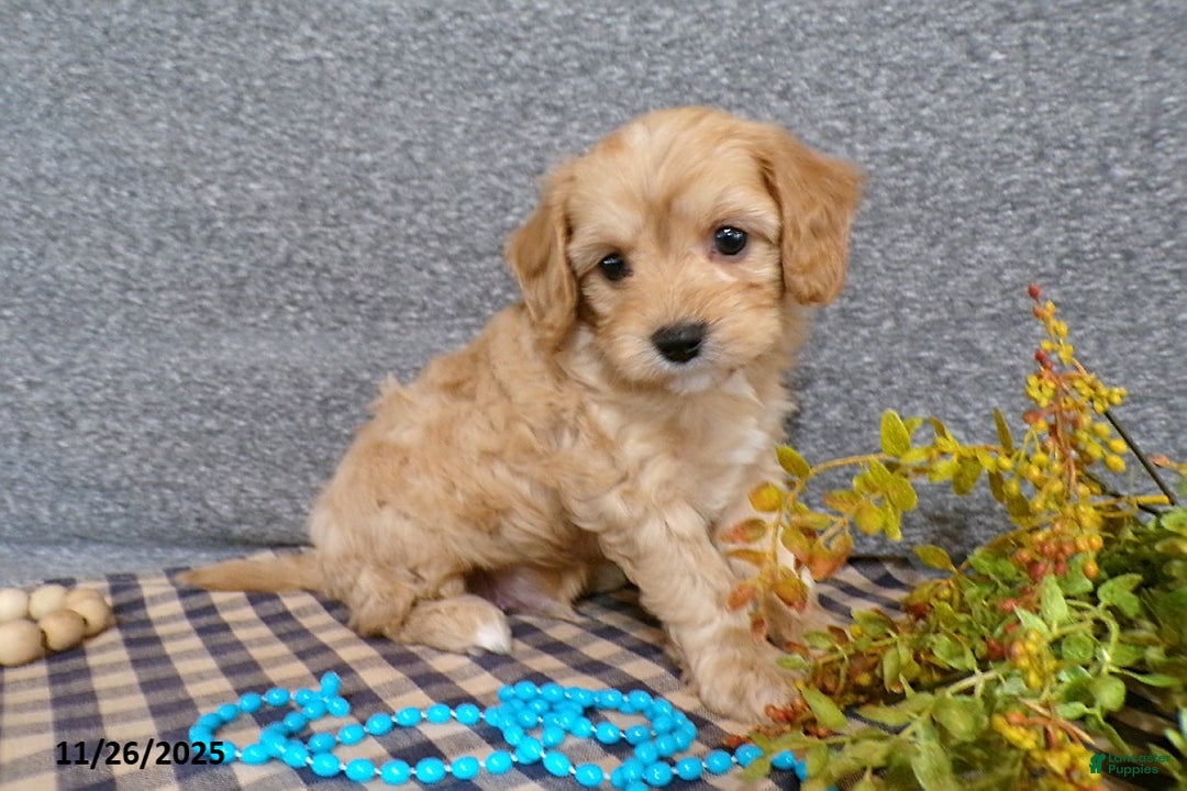 Cavapoo dogs for sale: Pepsi - Ad 1