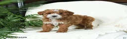 Toy Poodle dogs for sale: Tigger - Ad 3