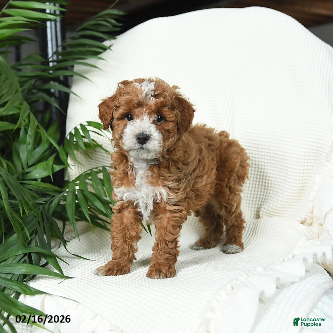Toy Poodle dogs for sale: Tigger - Ad 3