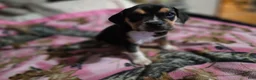 Mixed Breed dogs for sale: Rosie - Ad 5