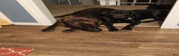 Mixed Breed dogs for sale: Orange - Ad 5