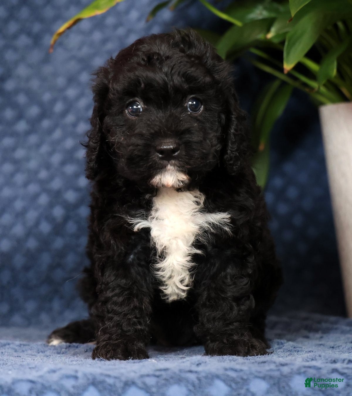 Cavapoo dogs Queenie - Ad 1