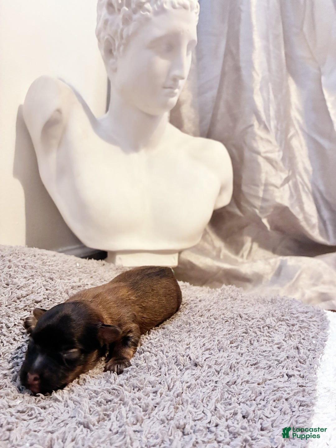 Yorkiepoo dogs for sale: Yorkiepoo Puppy 1 - Ad 2