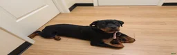 Rottweiler dogs for sale: COCO Needs a NEW HOME ❤️💙❤️ - Ad 3