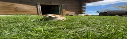 Welsh Corgi Pembroke dogs for sale: Pembroke welsh corgi  - Ad 1
