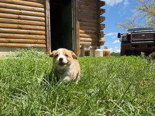 Welsh Corgi Pembroke dogs for sale: Pembroke welsh corgi - Ad 3