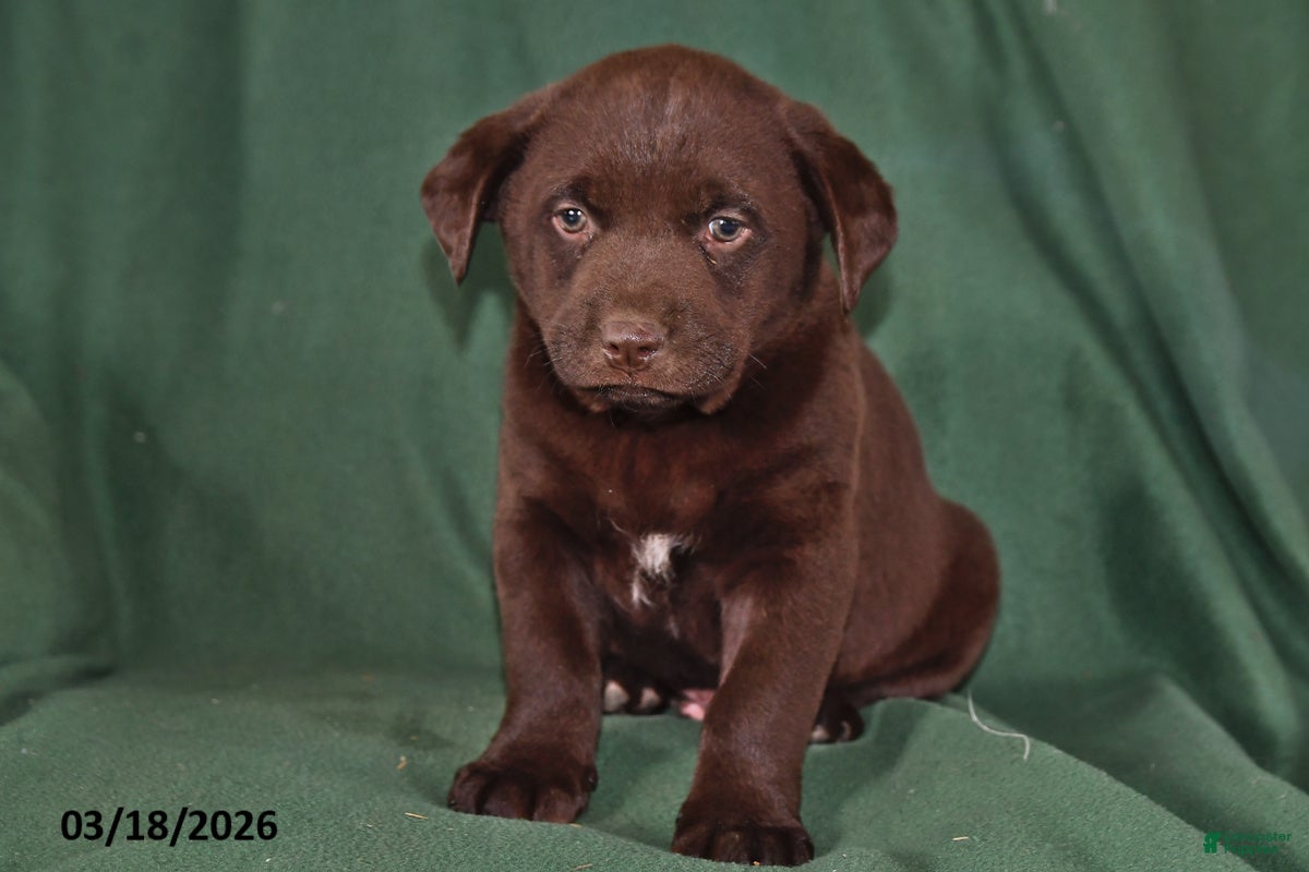 Mixed Breed dogs Cash - Ad 2