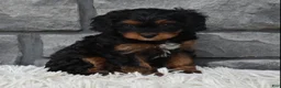 Cavapoo dogs for sale: Roxy - Ad 6