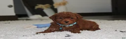 Bichpoo dogs for sale: Simba - Ad 3