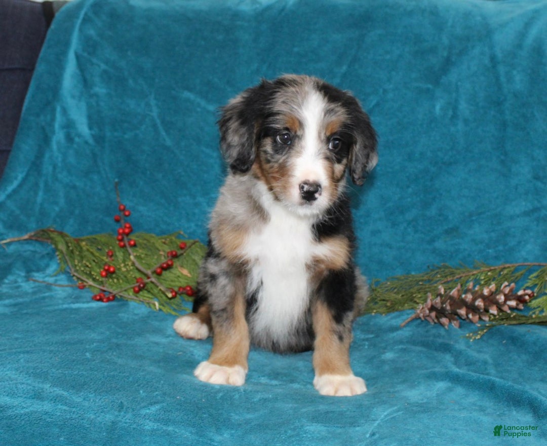 Mini Bernedoodle dogs for sale: Rex - Ad 4