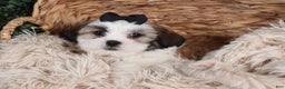 Shih Tzu dogs for sale: Prince - Ad 12