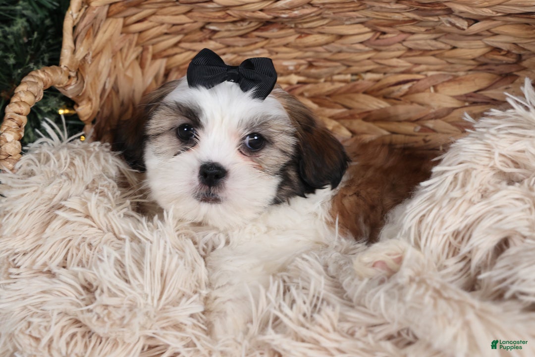 Shih Tzu dogs for sale: Prince - Ad 12