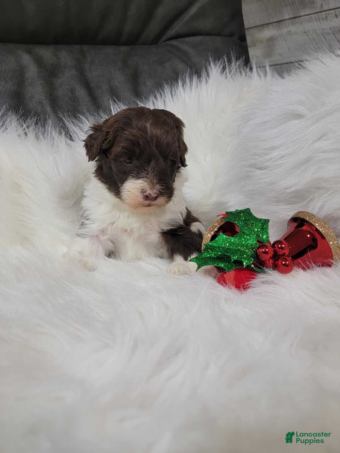 Portuguese Water Dog dogs for sale: Comet - Ad 4