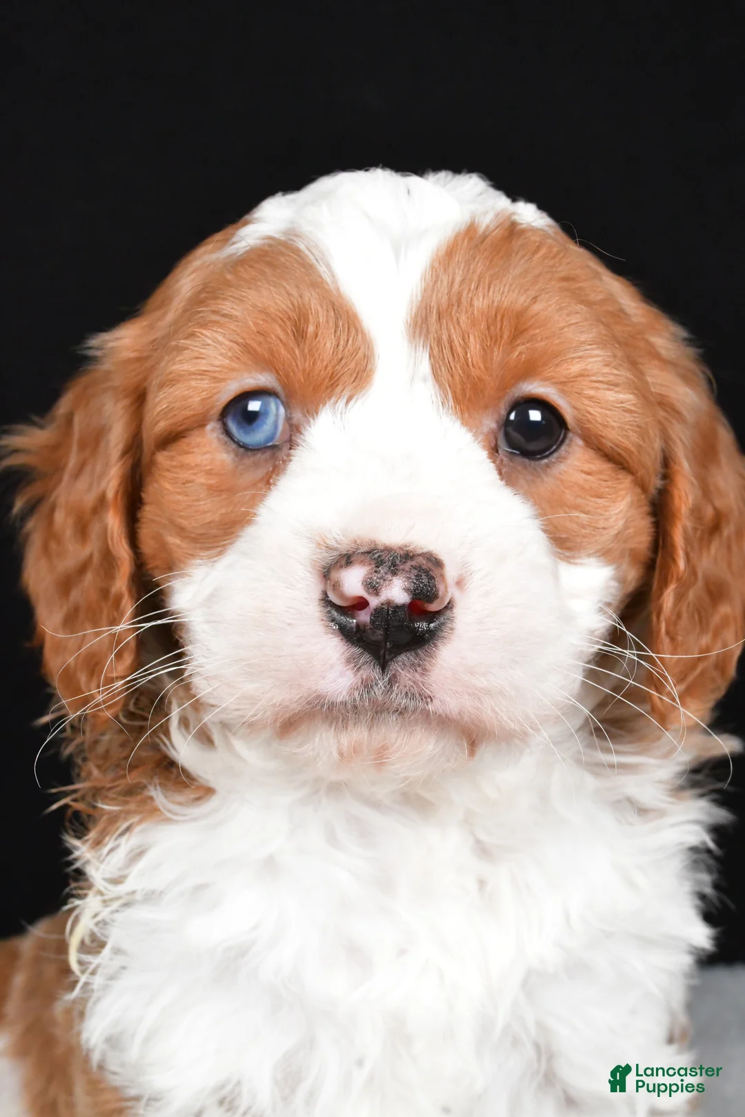 Mini Goldendoodle dogs for sale: Bennett - Ad 3