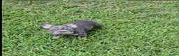 French Bulldog dogs for sale: Debow Big Rope Fluffy Carrier - Ad 6