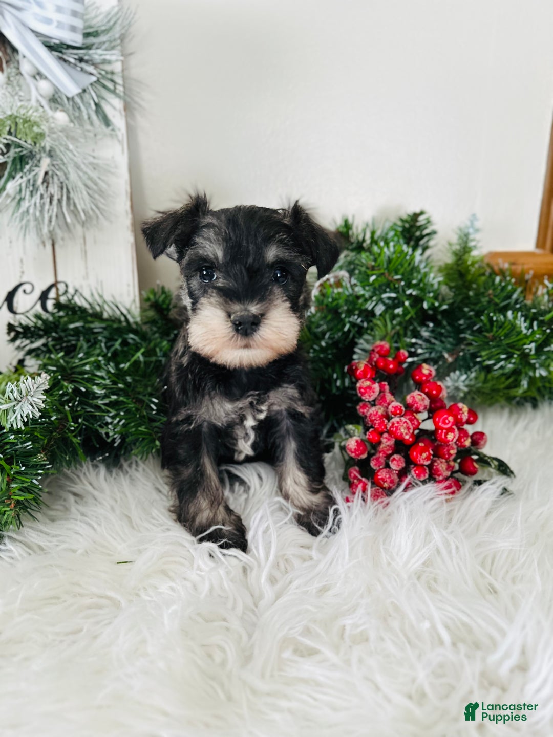 Miniature Schnauzer dogs for sale: Indy - Ad 12