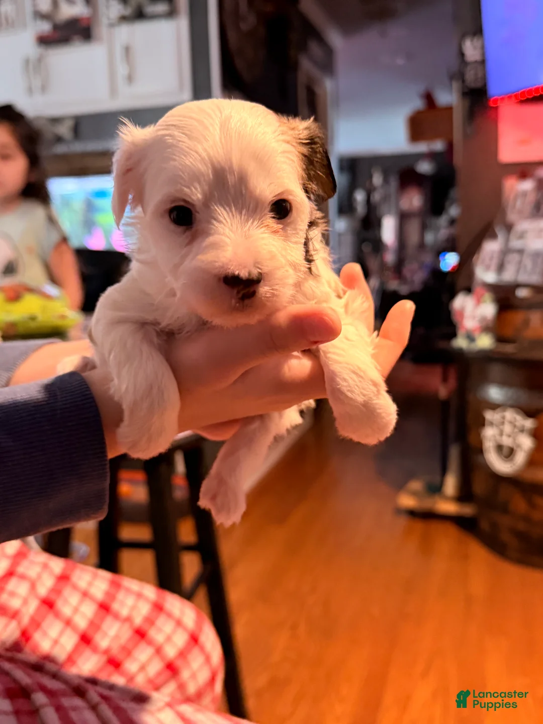 Chinese Crested dogs for sale: Chinese Crested Puppy 2 - Ad 1