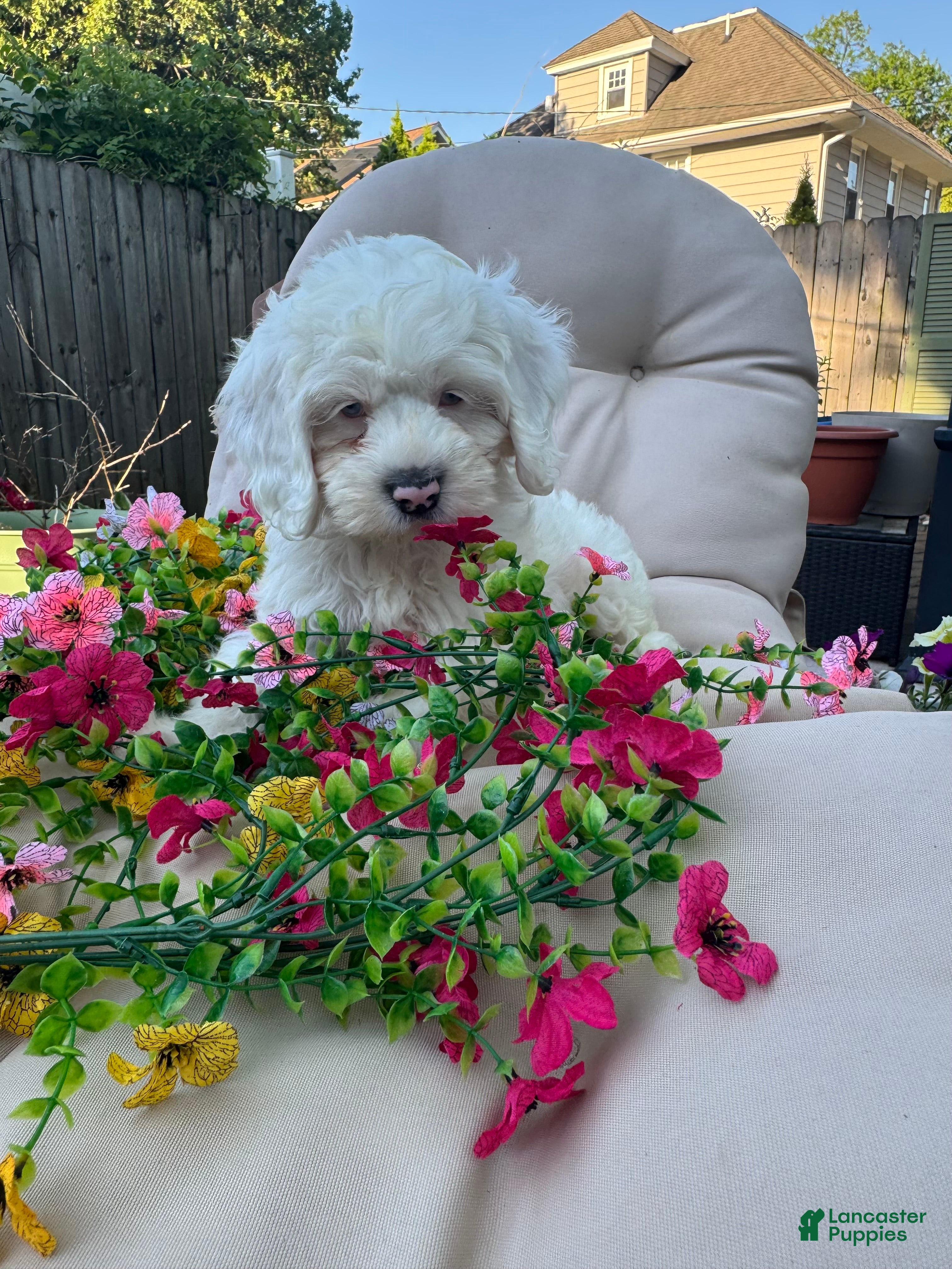 Cockapoo dogs Ellie - Ad 5